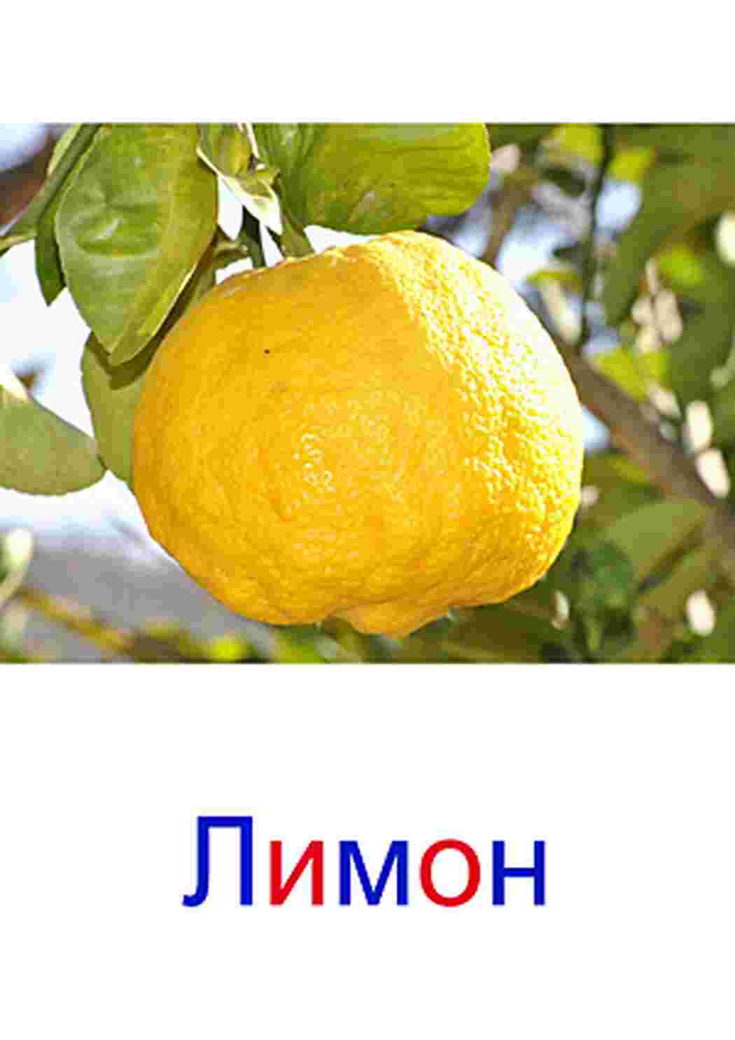 Раскраска картки фрукти яблуко груша слива мандарини