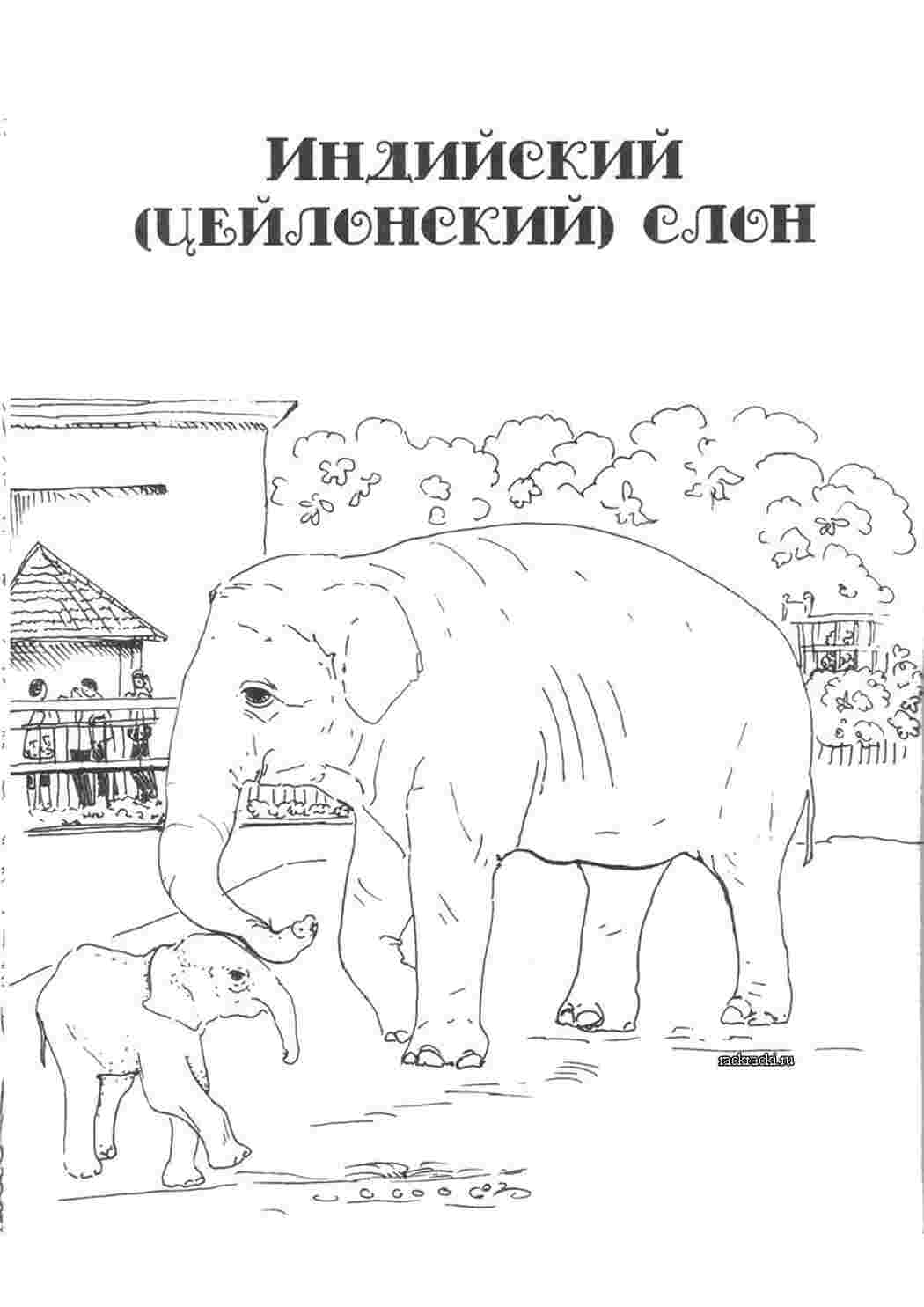 Раскраска Зображення індійський слон у форматі png