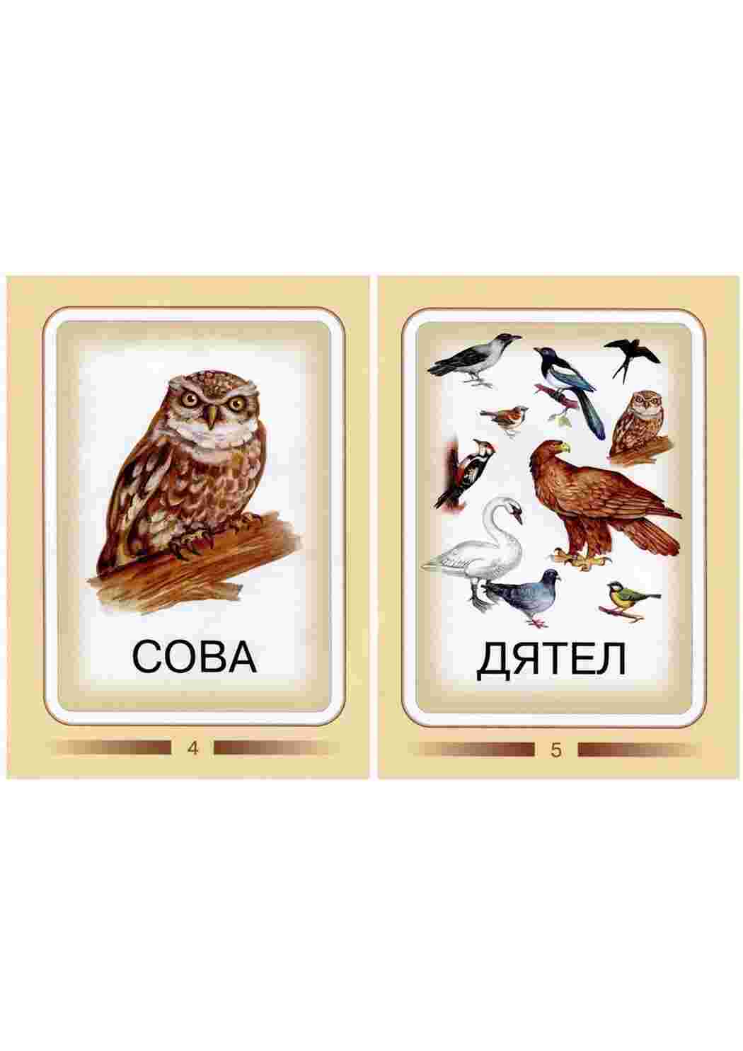 Раскраска Картки для вивчення птахів з дітьми
