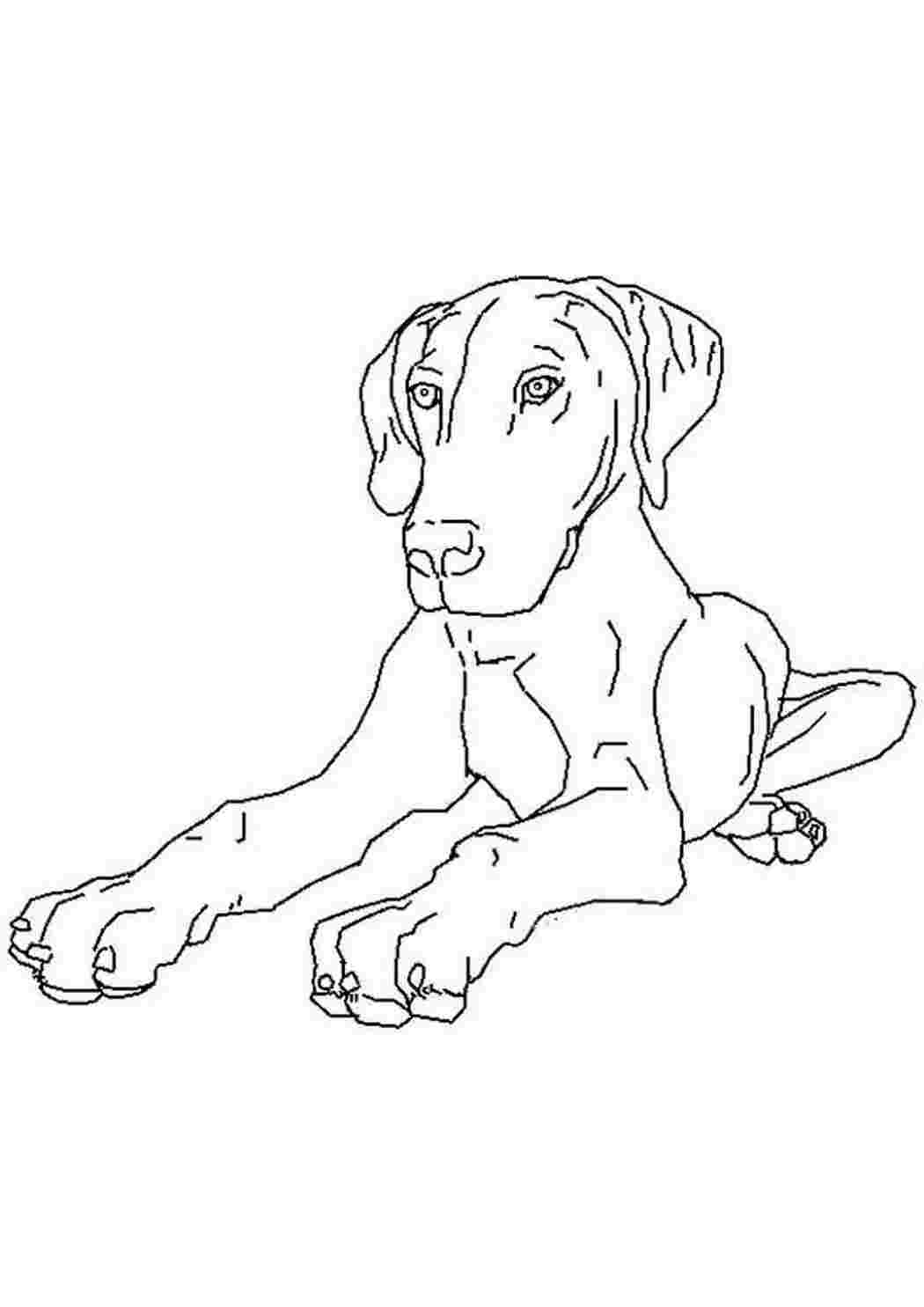 Раскраска Пес