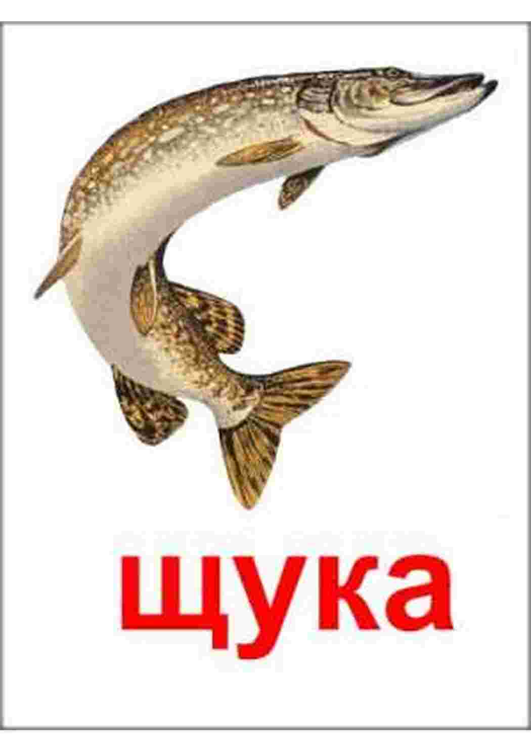 Раскраска картки з рибами