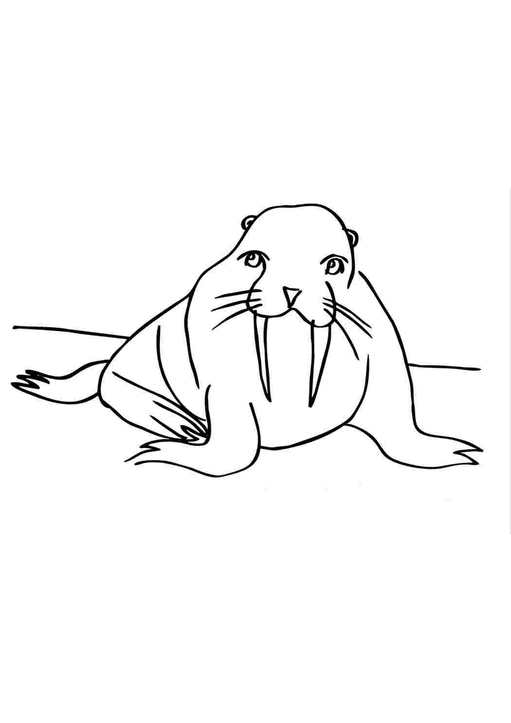 Раскраска Милий морд