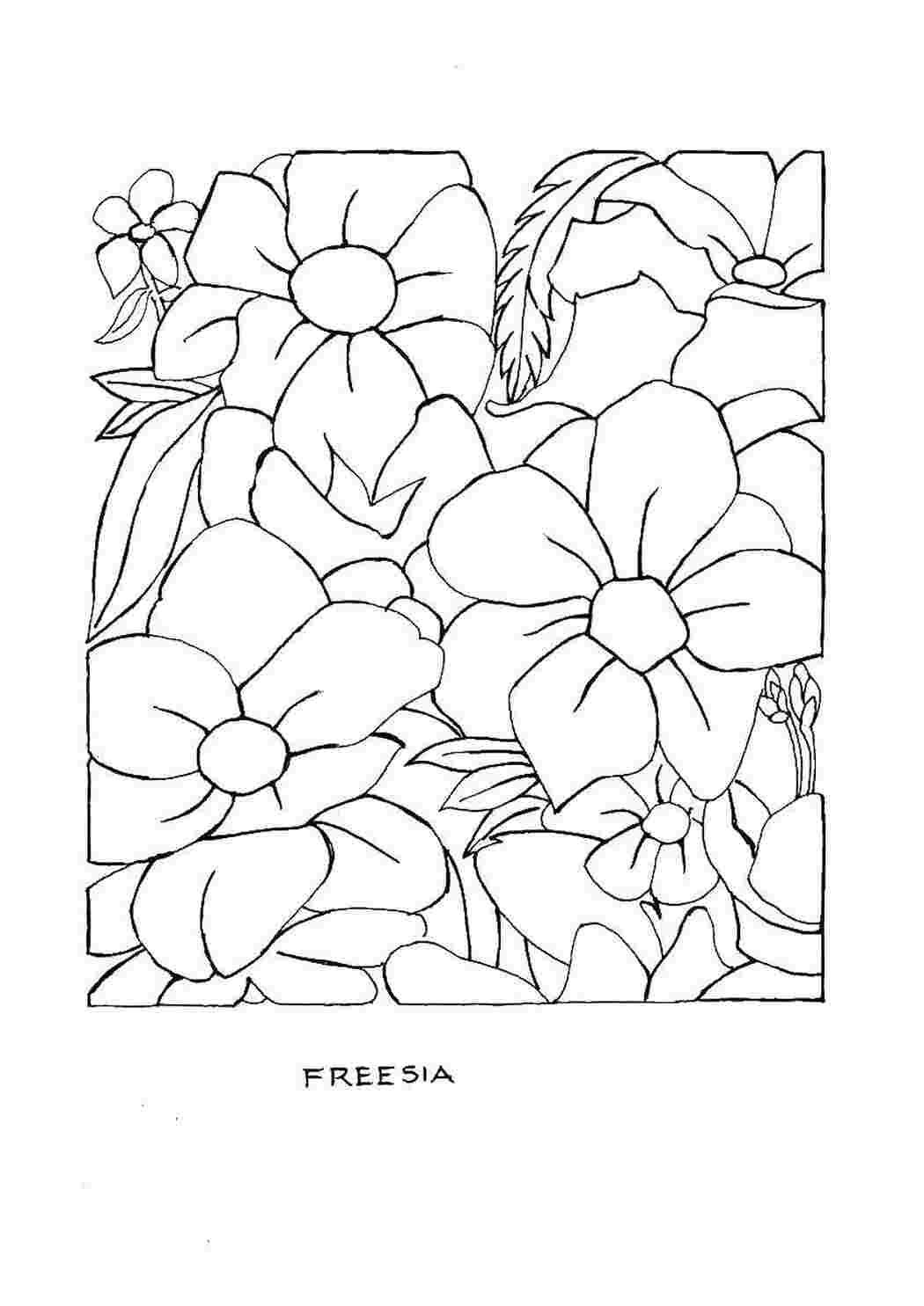 Раскраска Фрезія