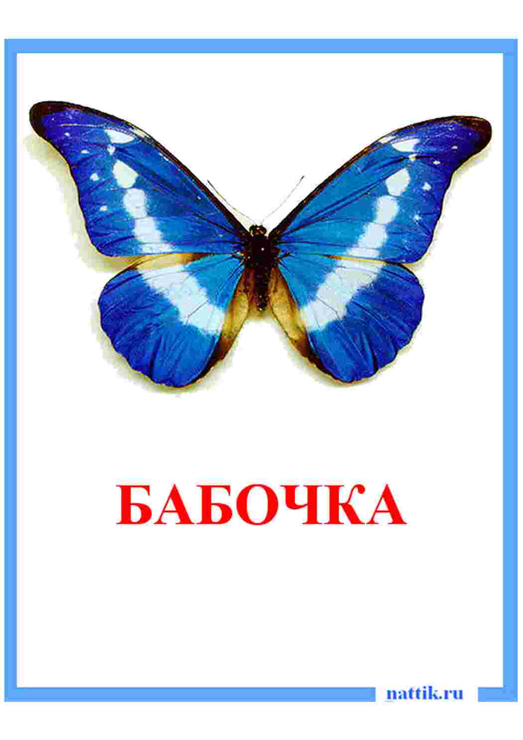 Раскраска картка комахи коник богомол гусениця