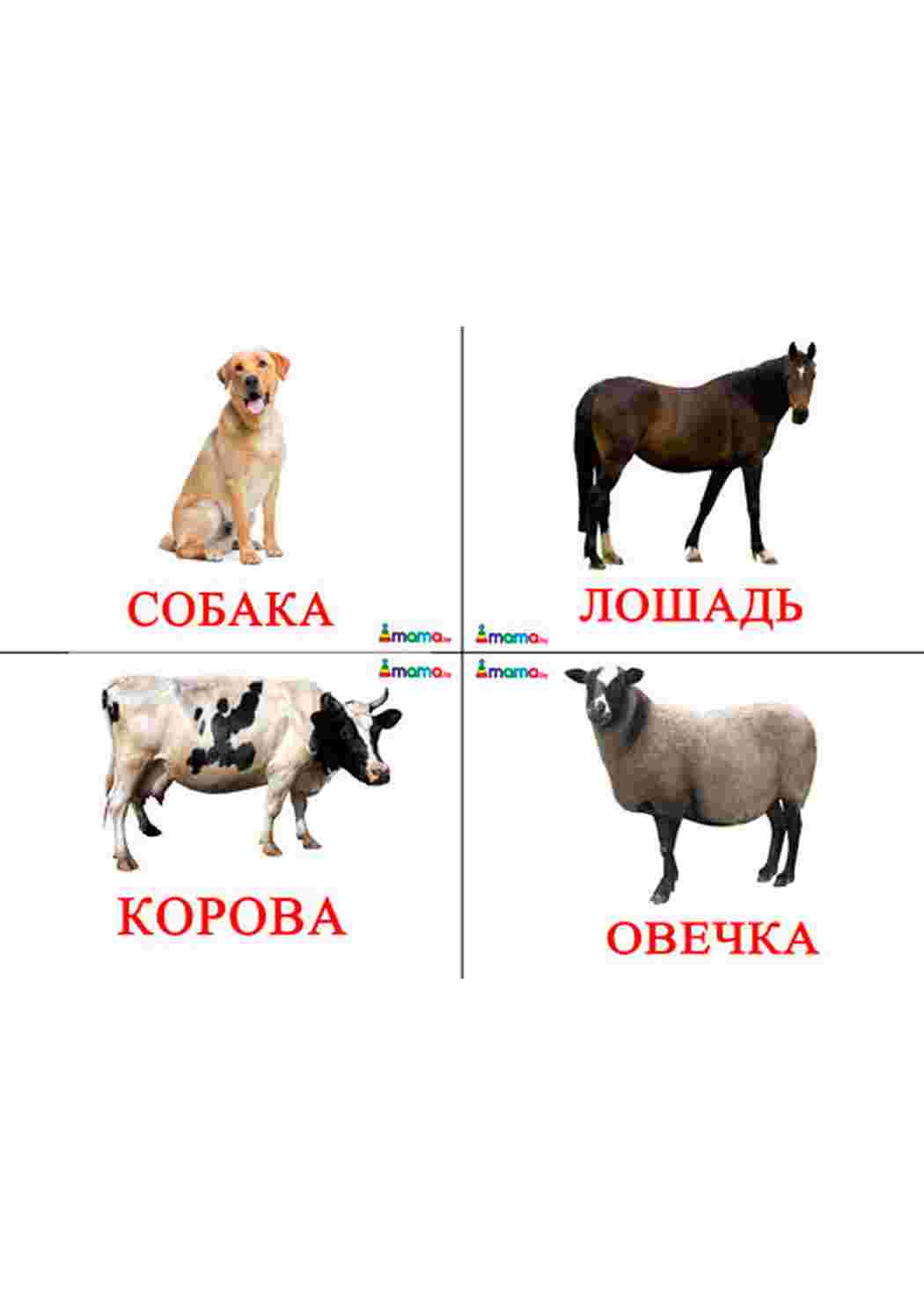 Раскраска картки домашніх тварин