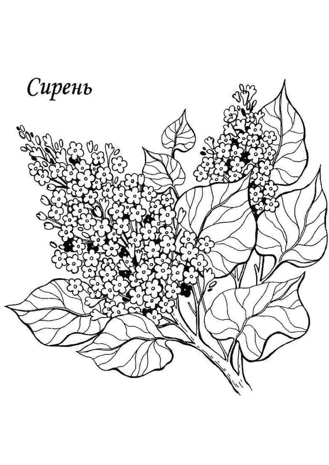 Раскраска Лілія