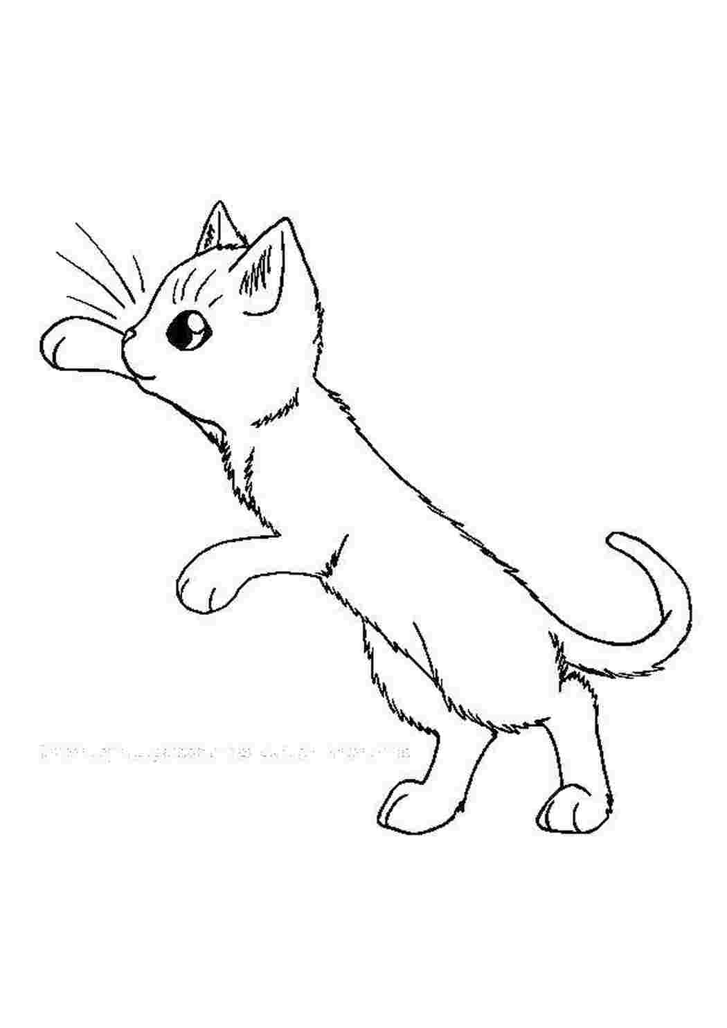 Раскраска Маленьке кошеня