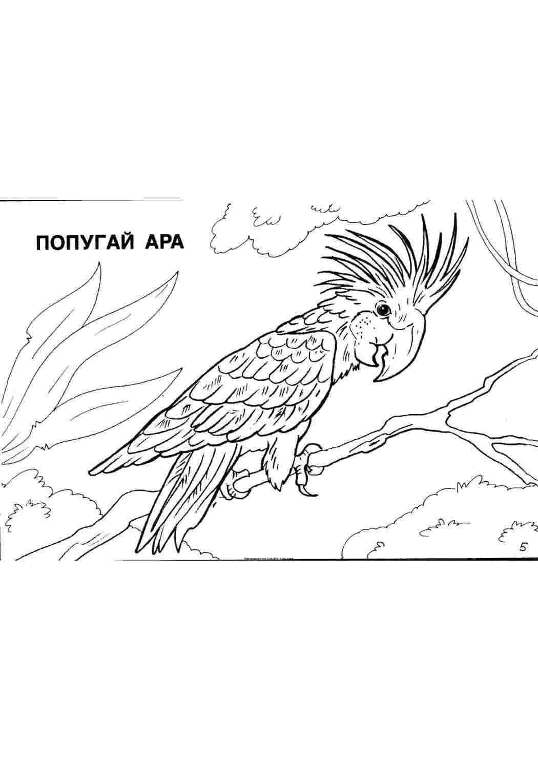 Раскраска Розфарбуй ара