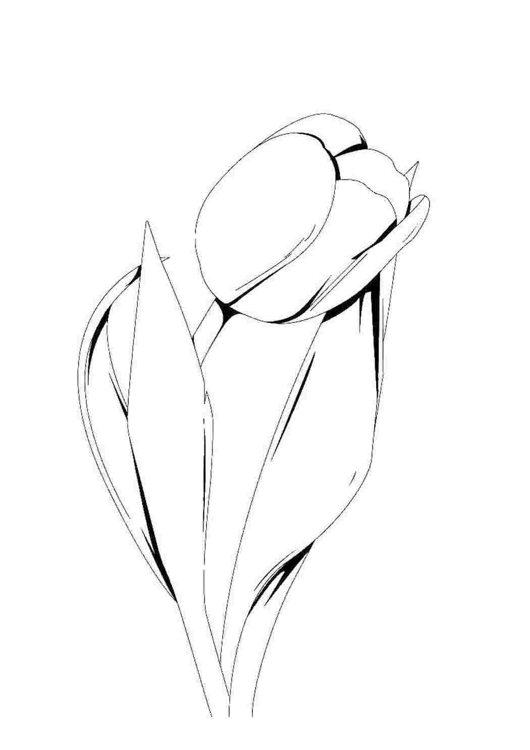 Раскраска Тюльпани