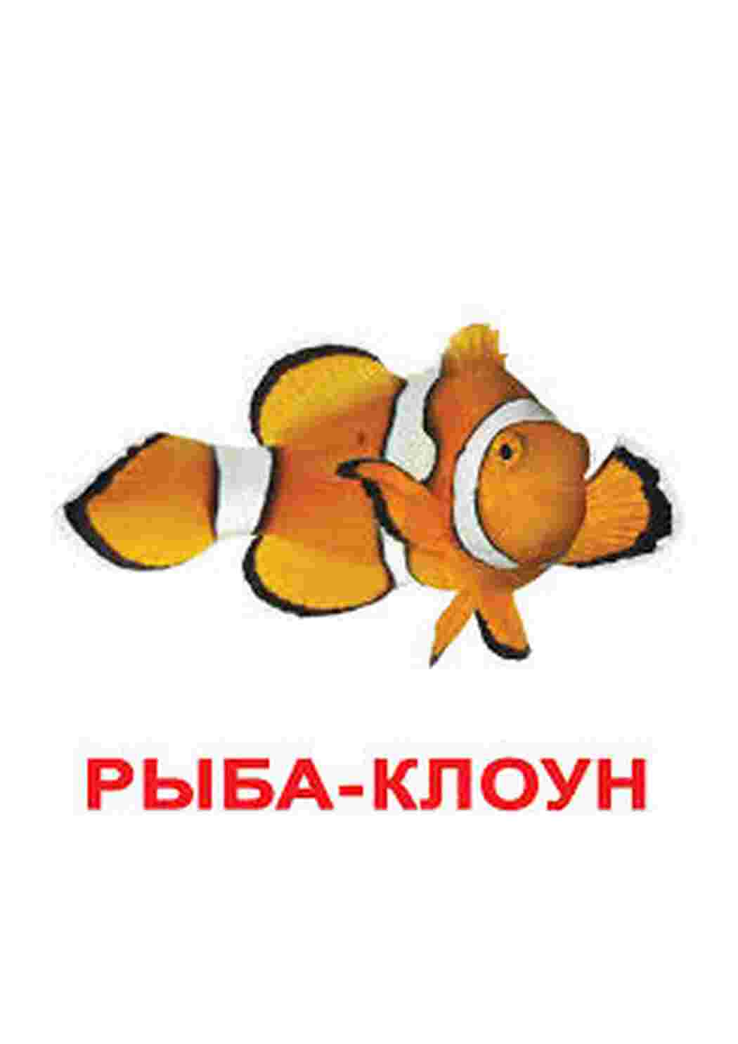 Раскраска картинки риб