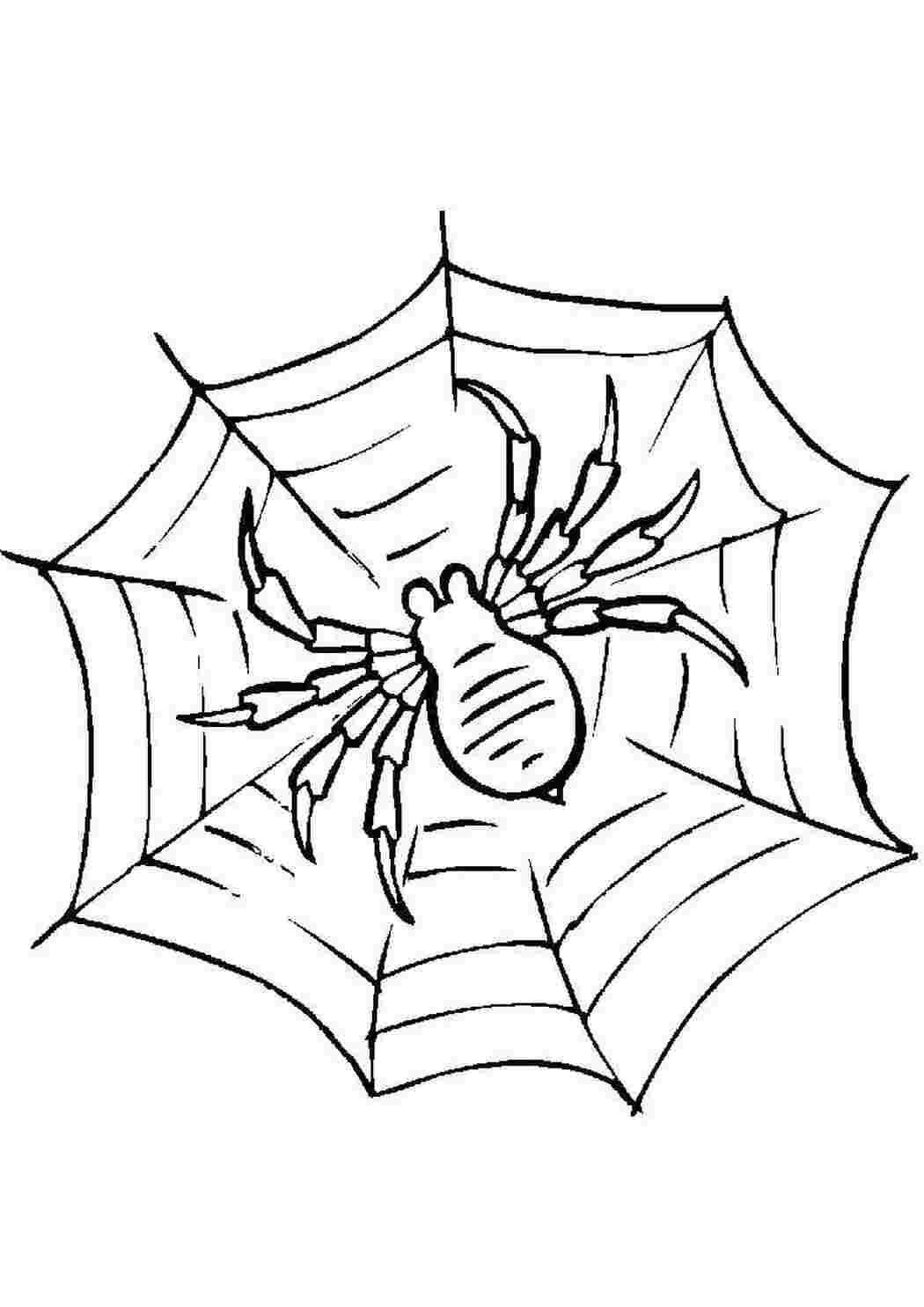 Раскраска Павук на павутині