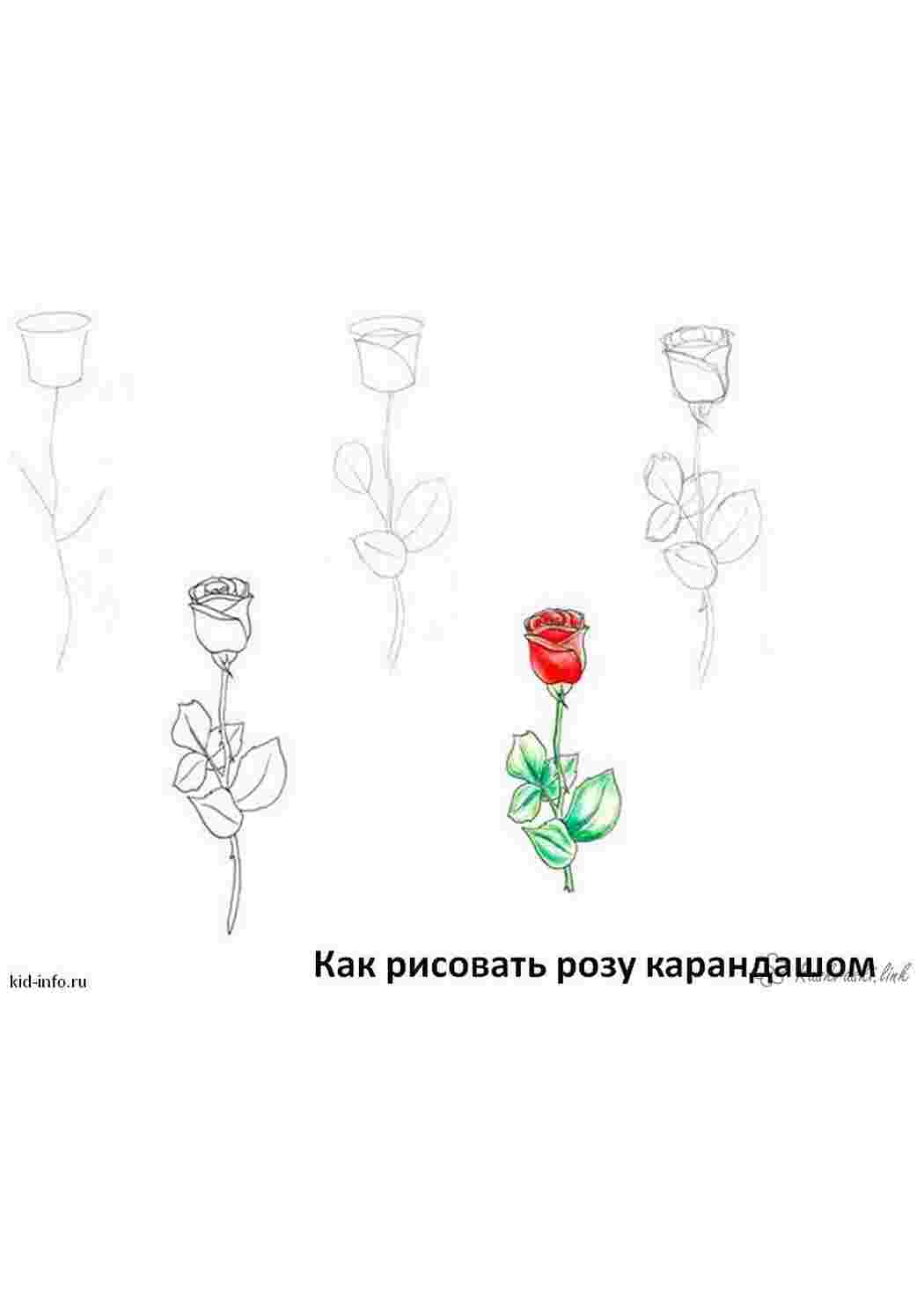 Раскраска як намалювати троянду олівцем