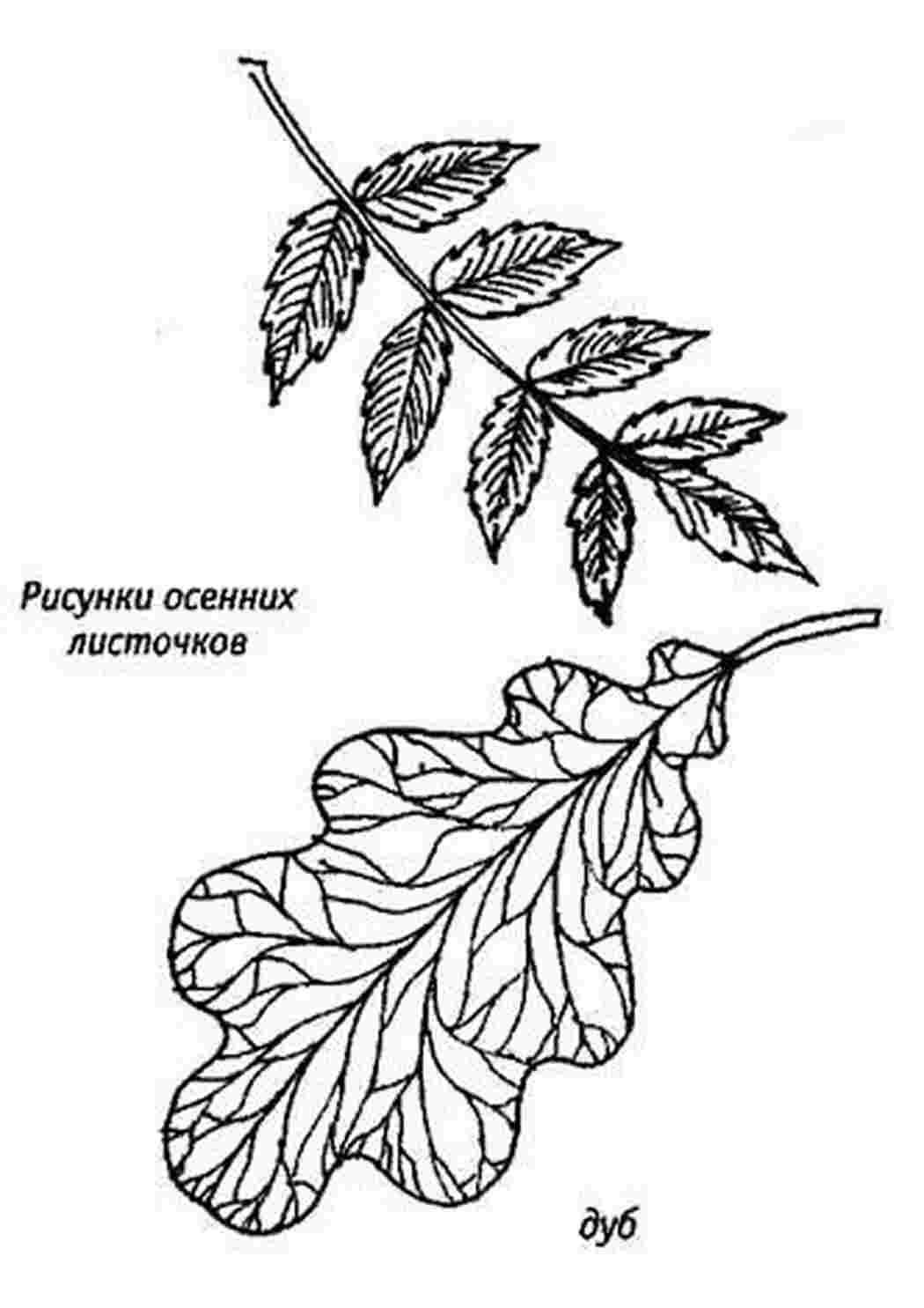 Раскраска барвисті листки