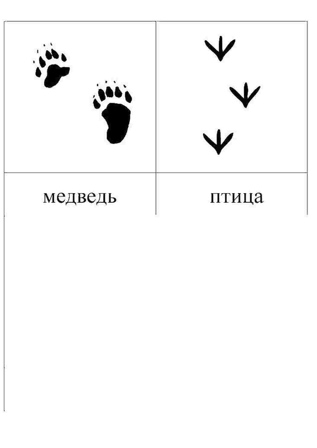 Раскраска Сліди тварин