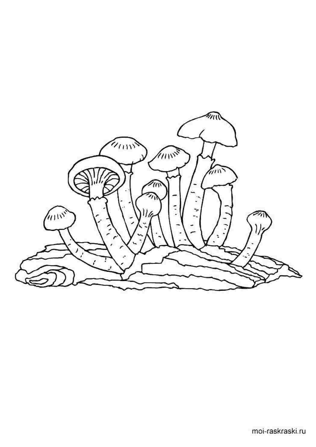 Раскраска Гриби