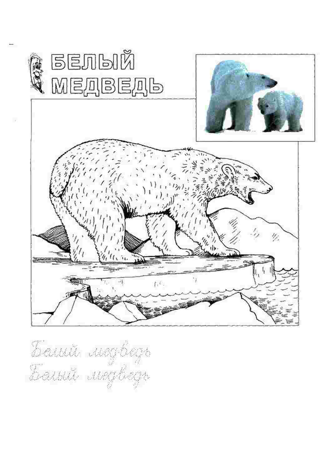 Раскраска Білий ведмідь