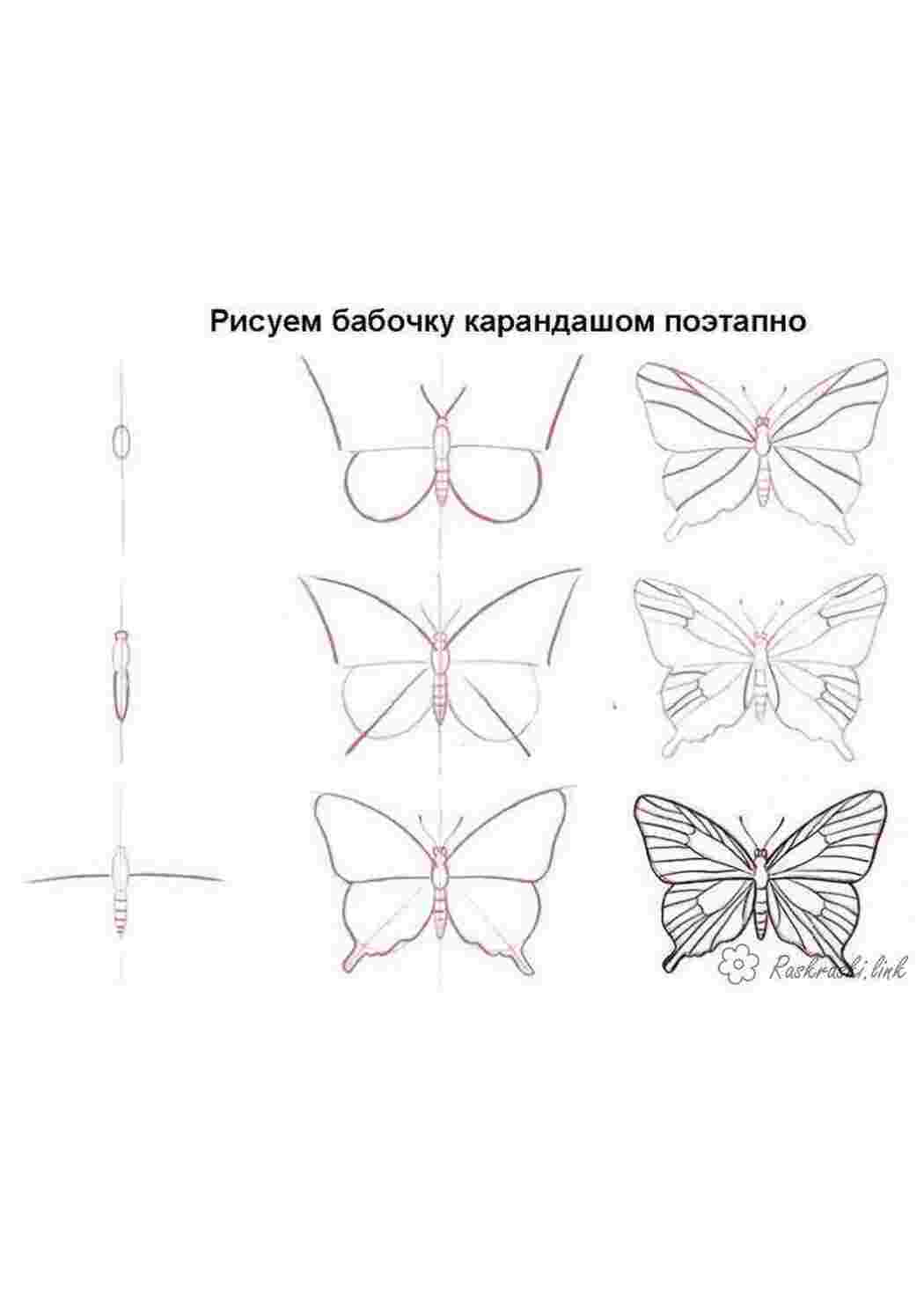 Раскраска Малюємо метелика покроково