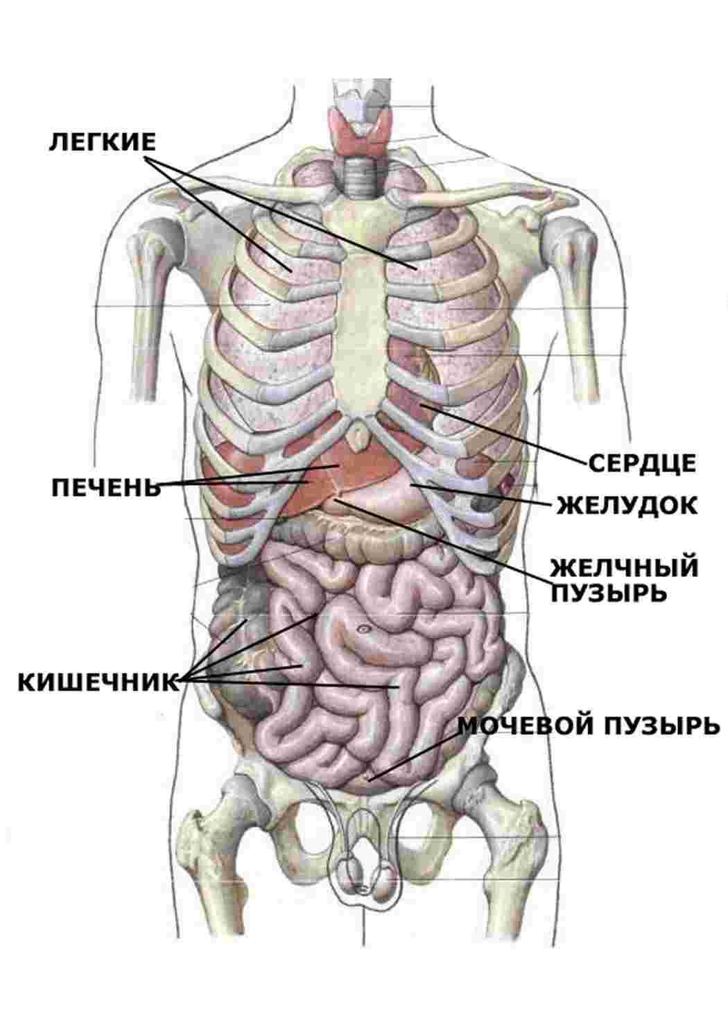 Раскраска анатомія людини підручник органи