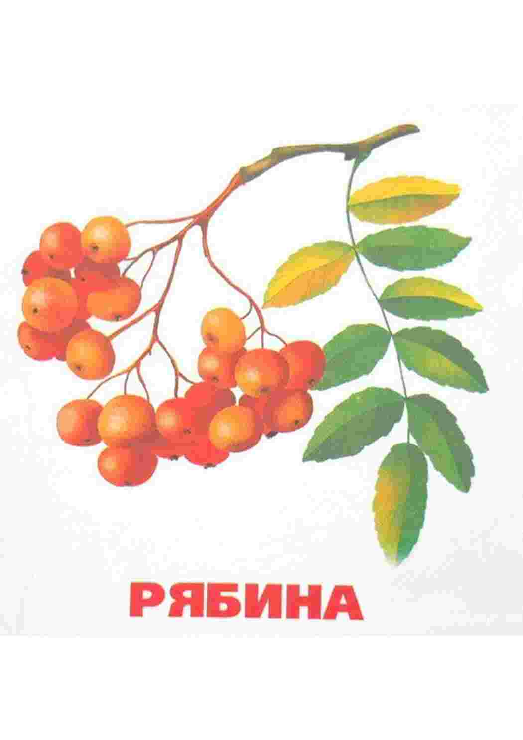 Раскраска картки ягода малина журавлина ожина