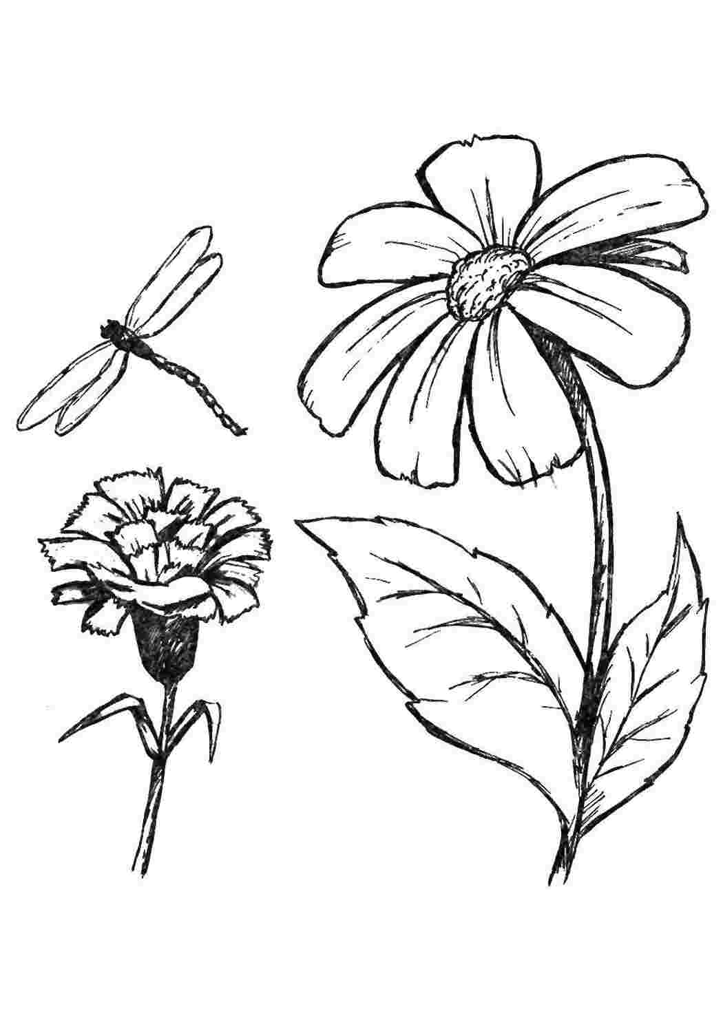Раскраска Квіти