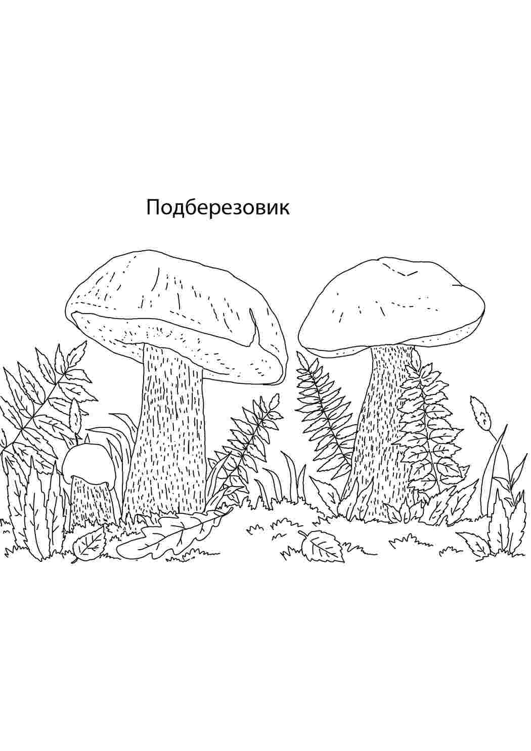 Раскраска підберезовик