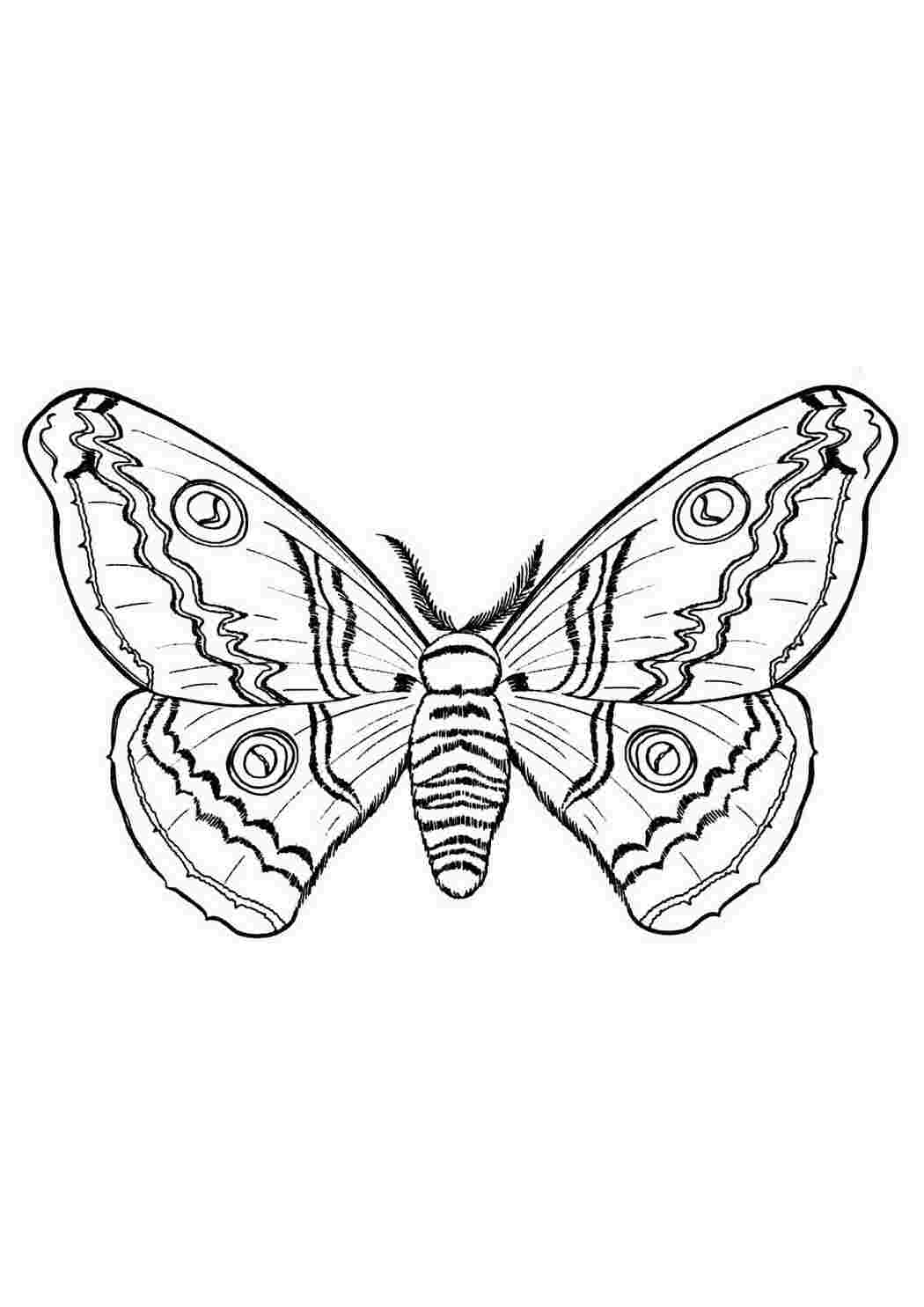 Раскраска Розфарбувати гарна бабочка бражник