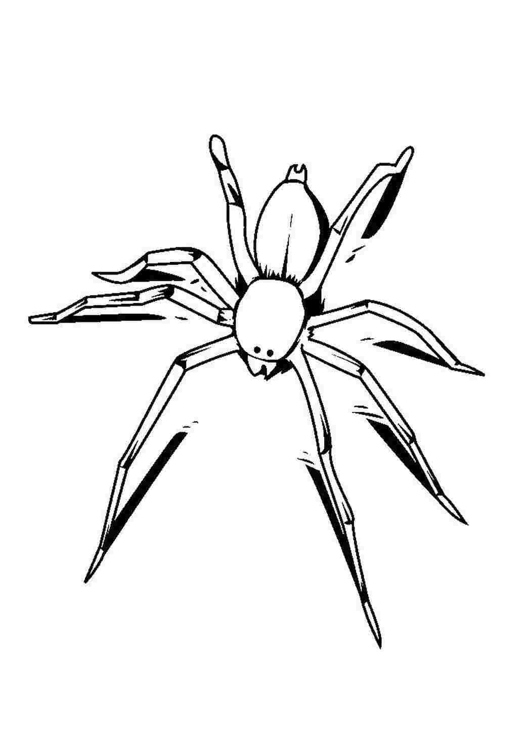 Раскраска Розфарбування павук