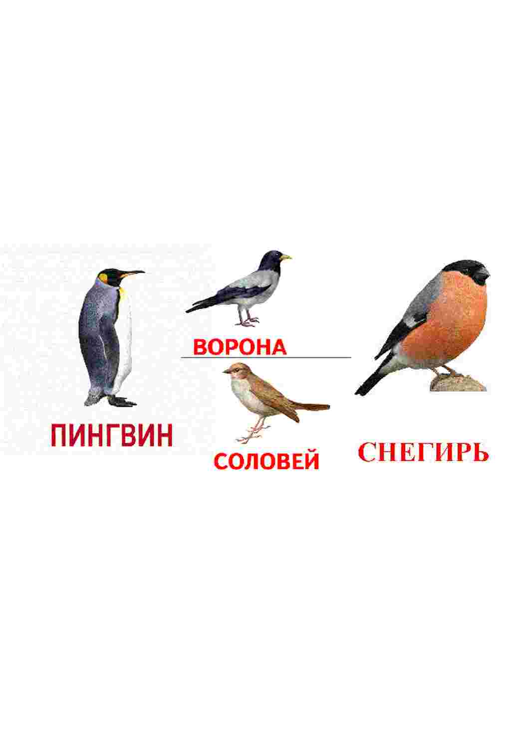 Раскраска картки домашні птахи кури вівчарі качки