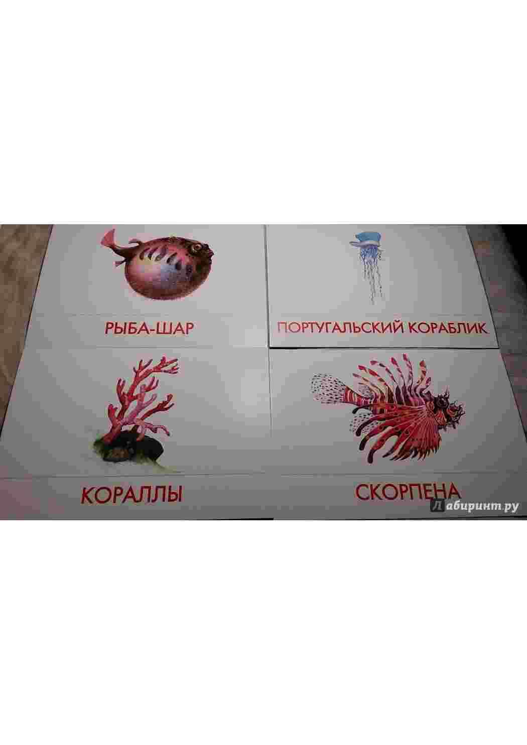 Раскраска картки морські мешканці