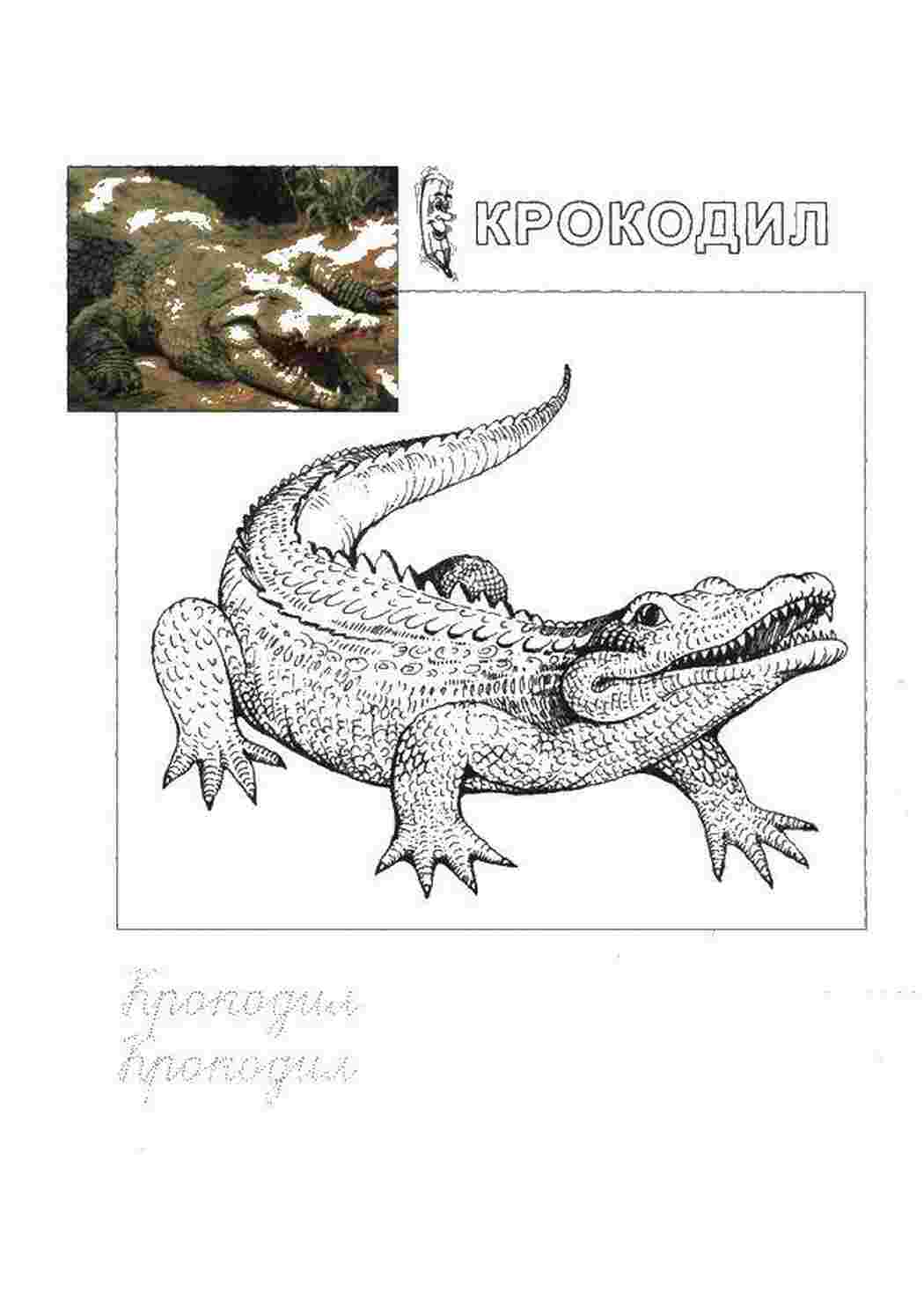 Раскраска Крокодил прописи