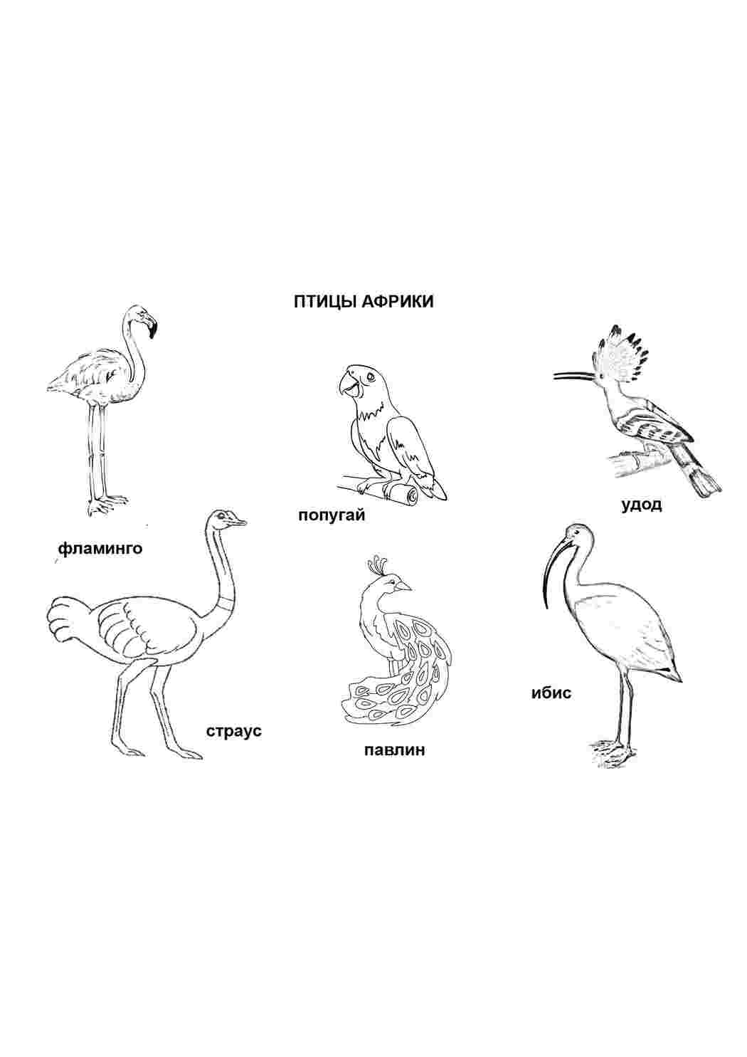 Раскраска Птахи Африки