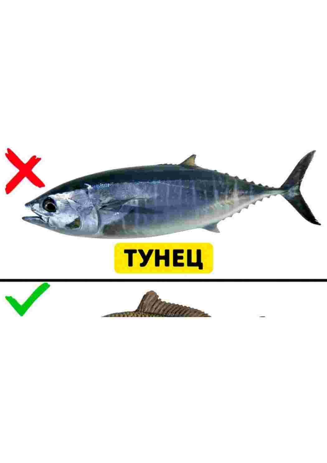 Раскраска малюнки риб риби