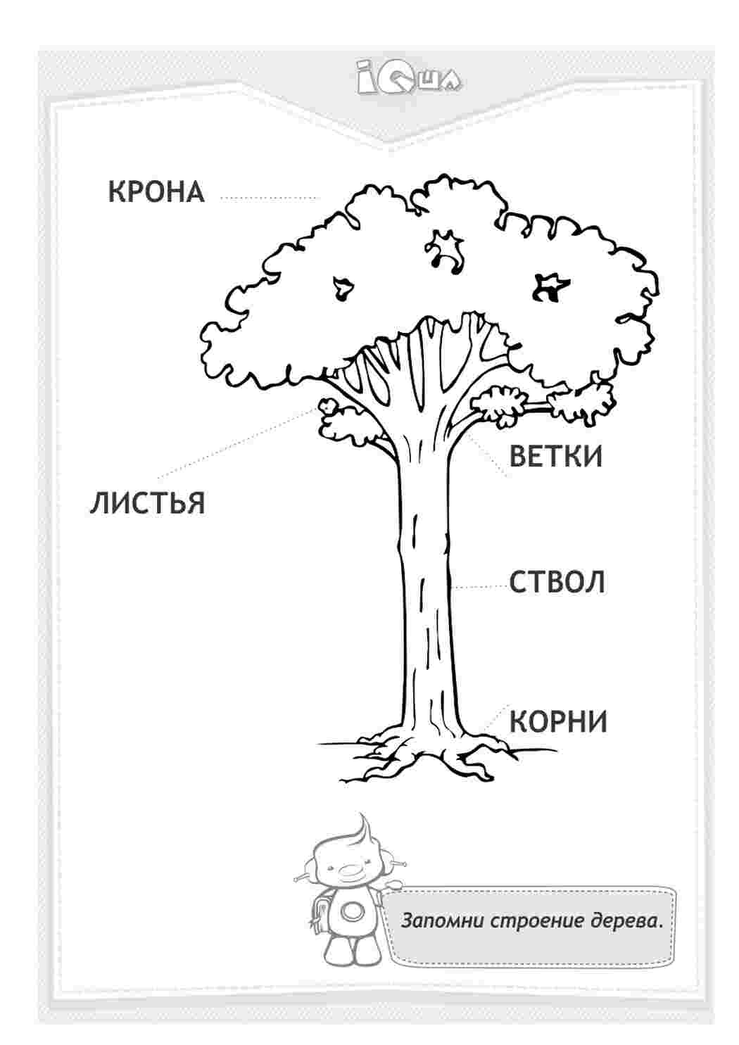 Раскраска Будова дерева