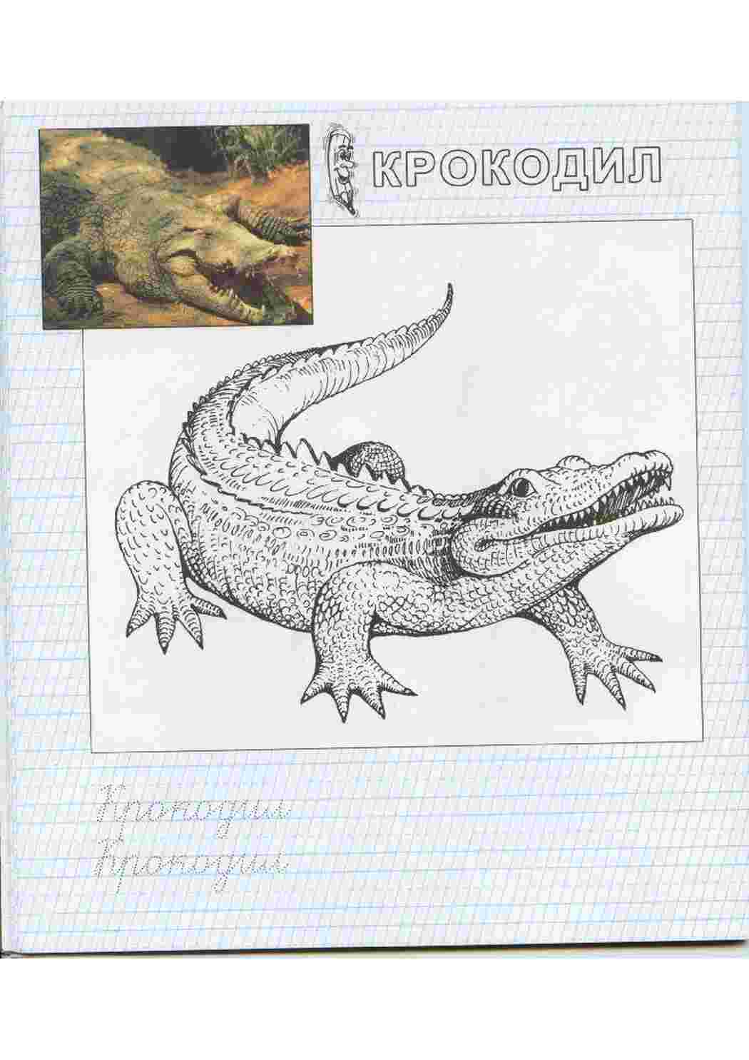 Раскраска Алігатор