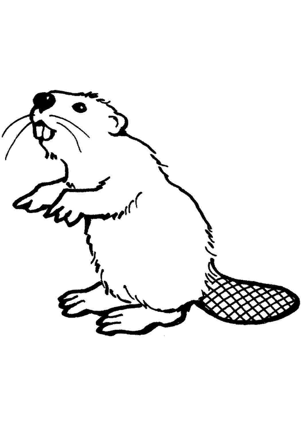 Раскраска Тварина бобер Бобри можуть будувати греблі та гризти дерева