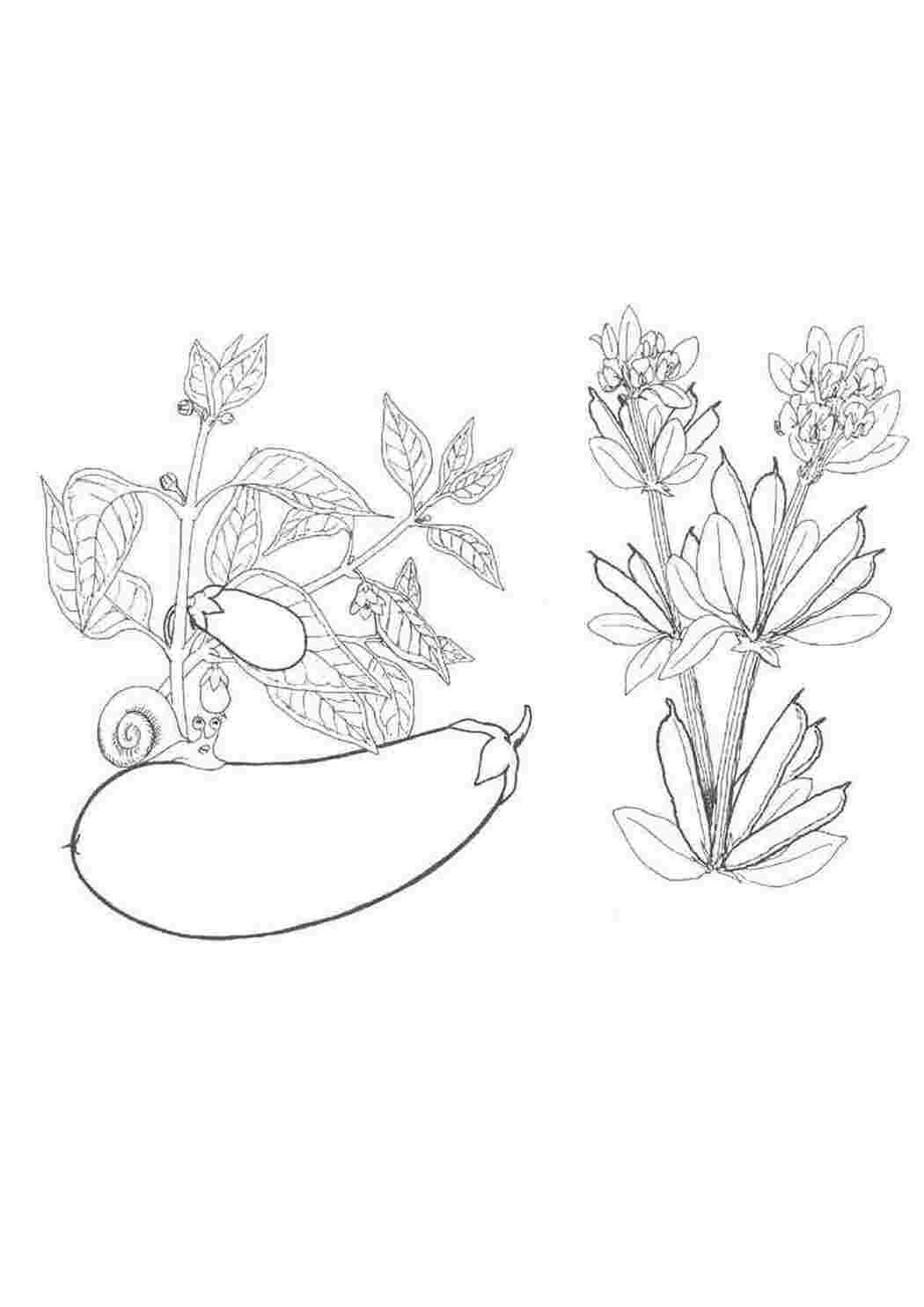Раскраска Великий баклажан