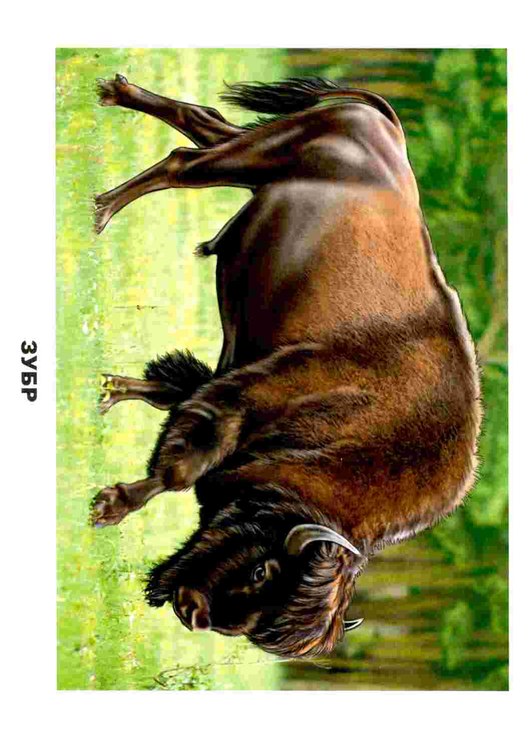 Раскраска Картки з тваринами для занятьь з дошкільнятами Зображення тварин з підписами для раннього розвитку