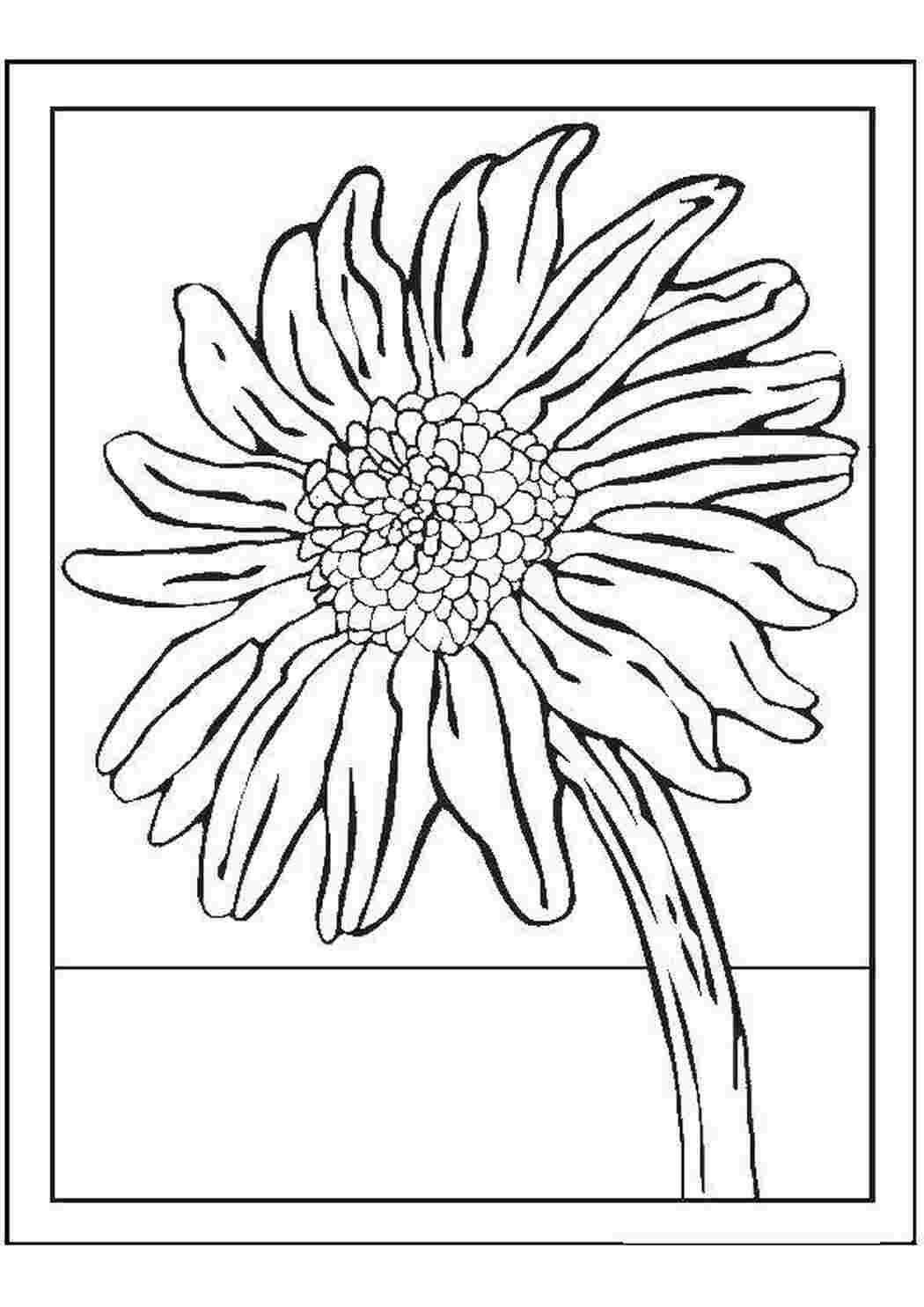 Раскраска Квіточка