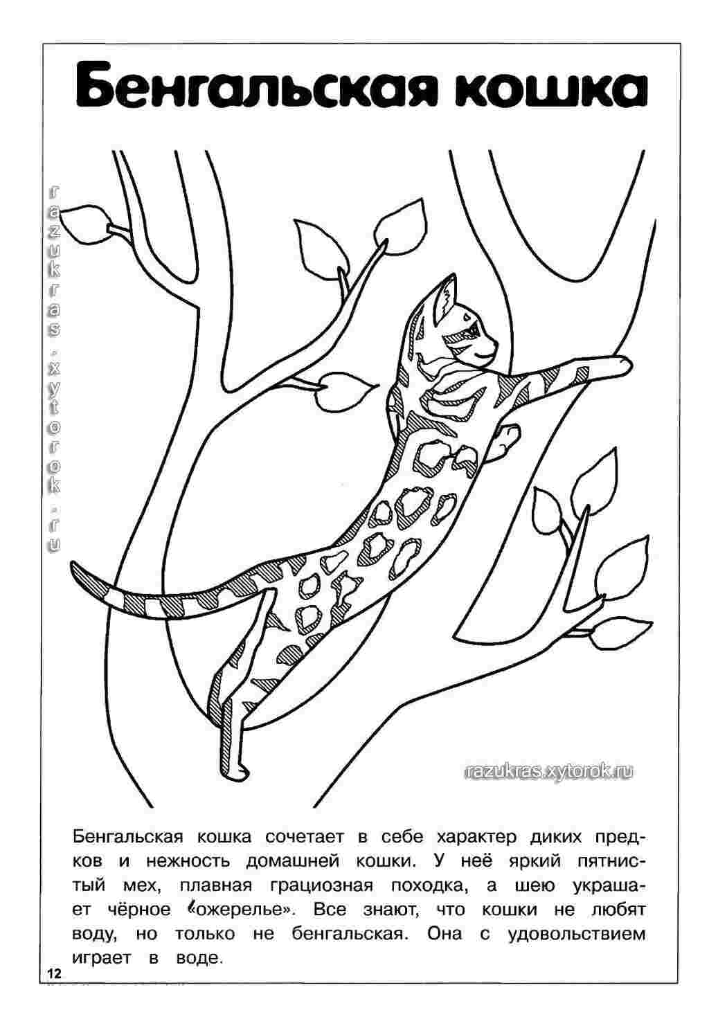 Раскраска Бенгальська кішка