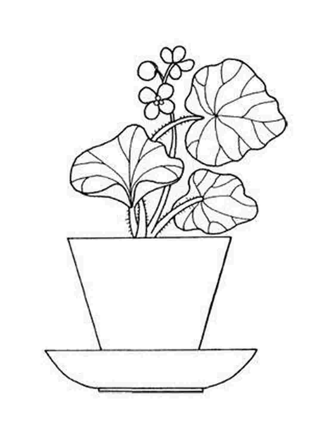 Раскраска Квіти у горщиках для розмальовування