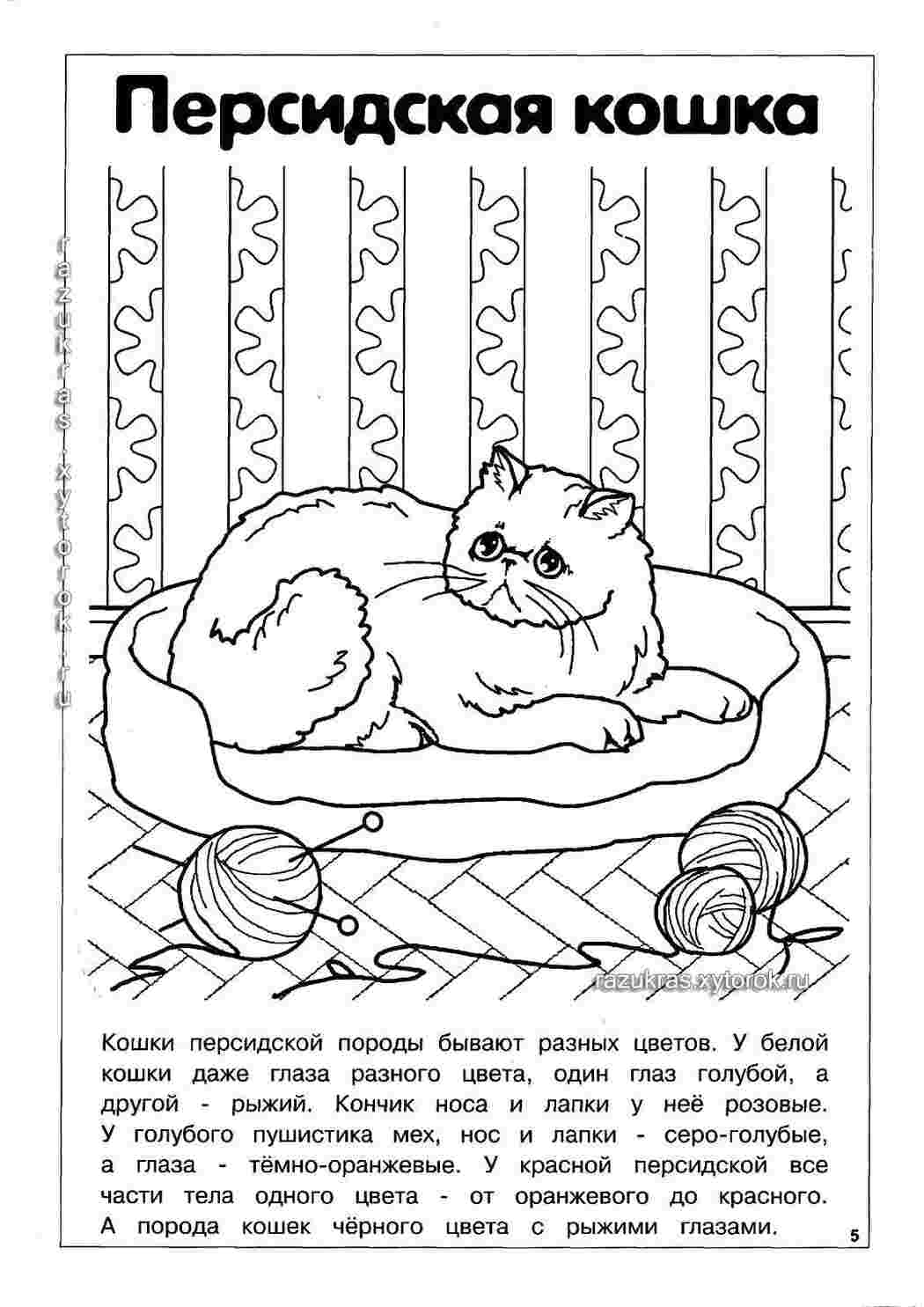Раскраска Перська кішка
