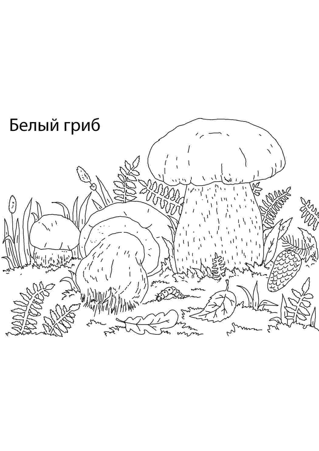 Раскраска білий гриб