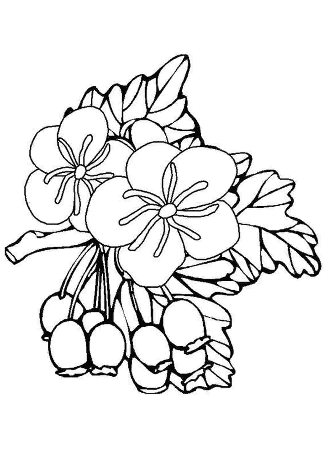 Раскраска Прекрасні квіти шипшини