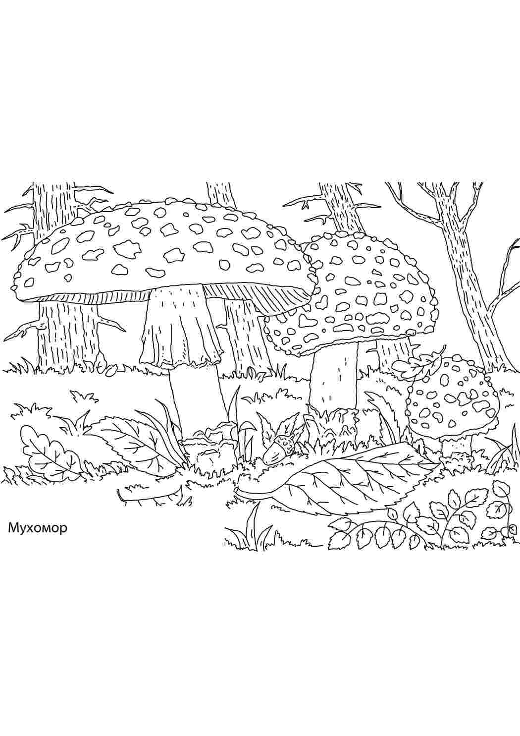 Раскраска Мухомори