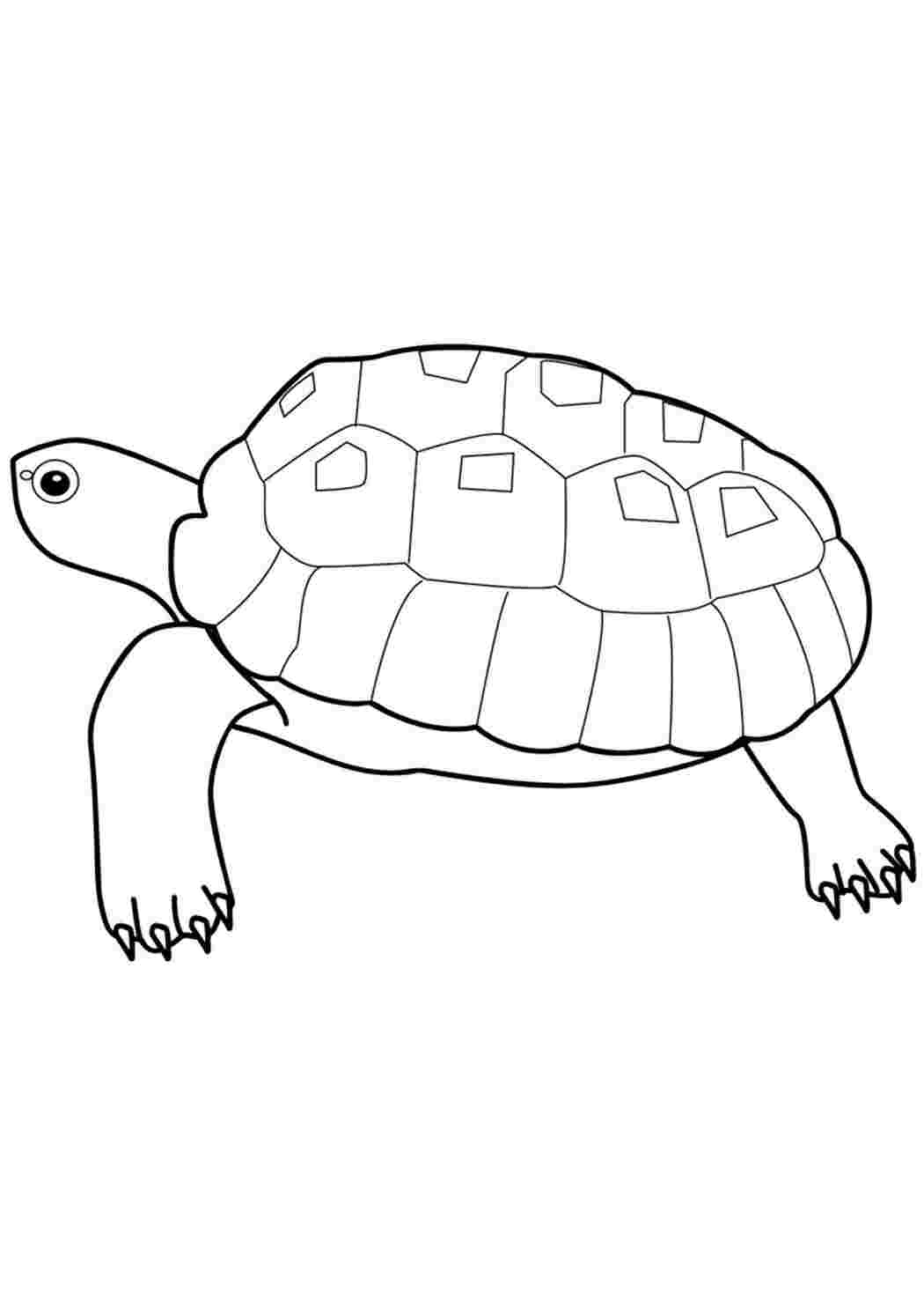 Раскраска Морські черепахи та степові черепахи