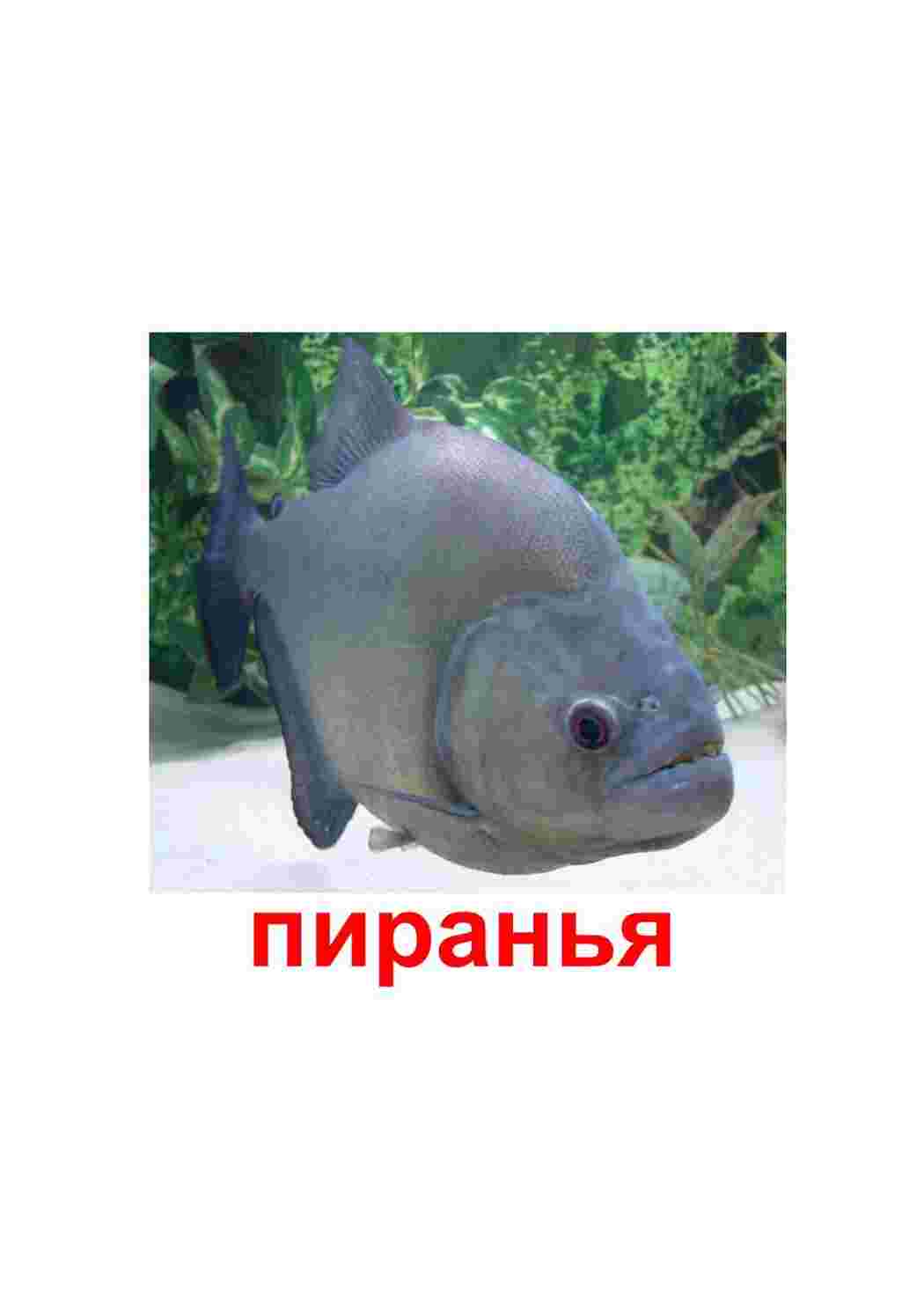 Раскраска картки морські мешканці