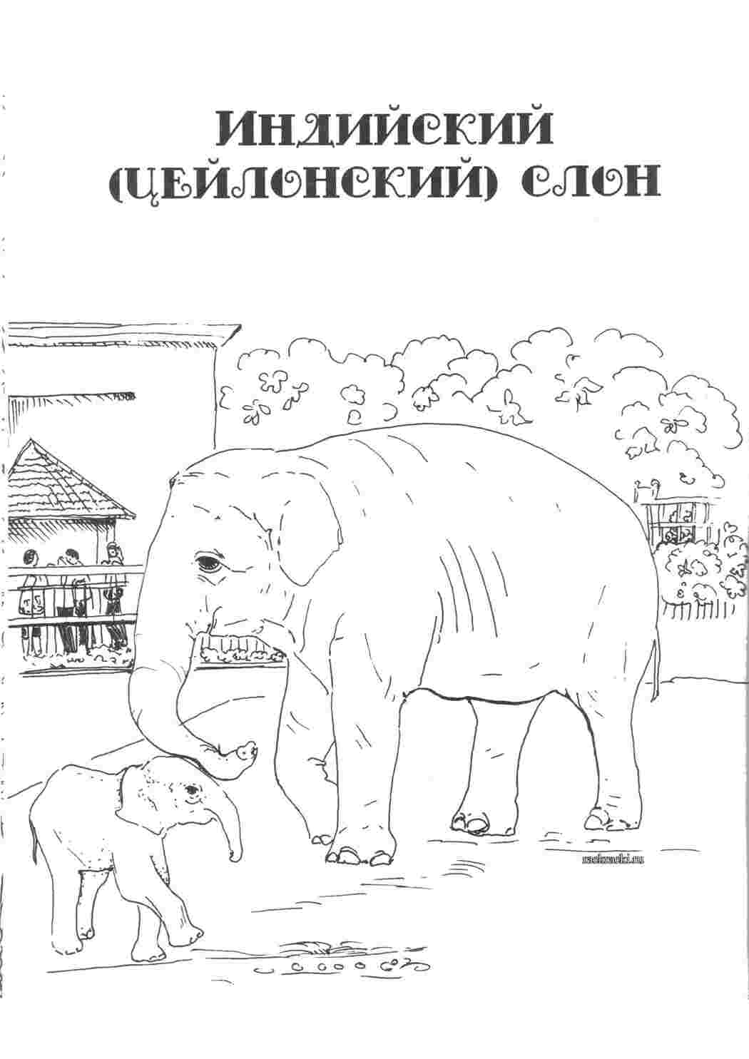 Раскраска Розфарбування індійський слон у jpg