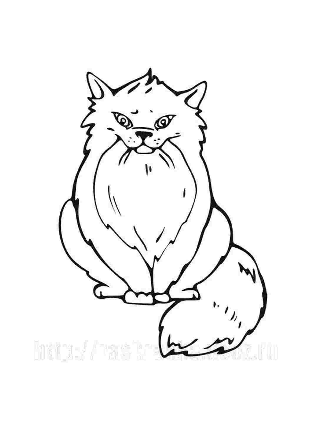 Раскраска Котик