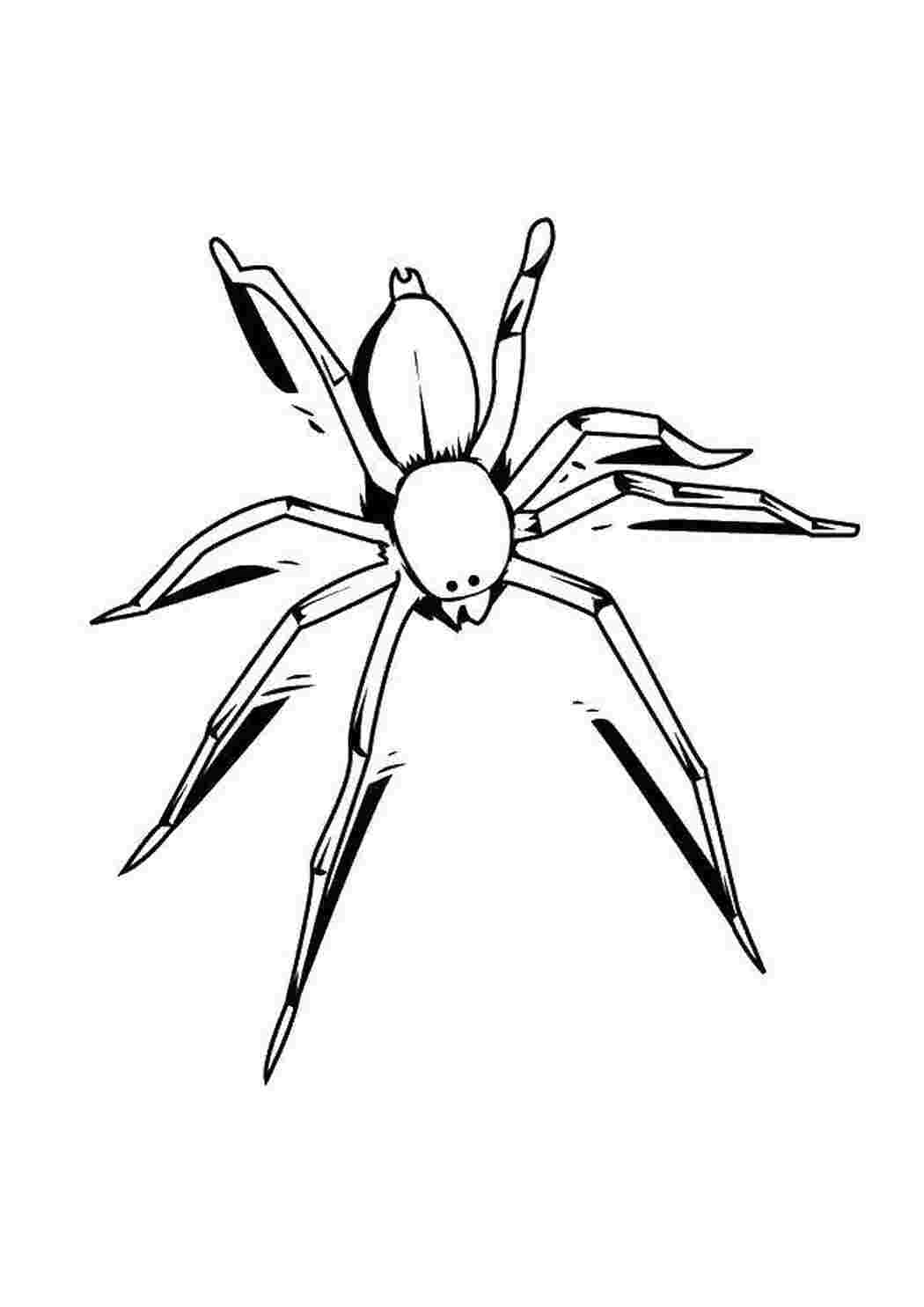 Раскраска Павук
