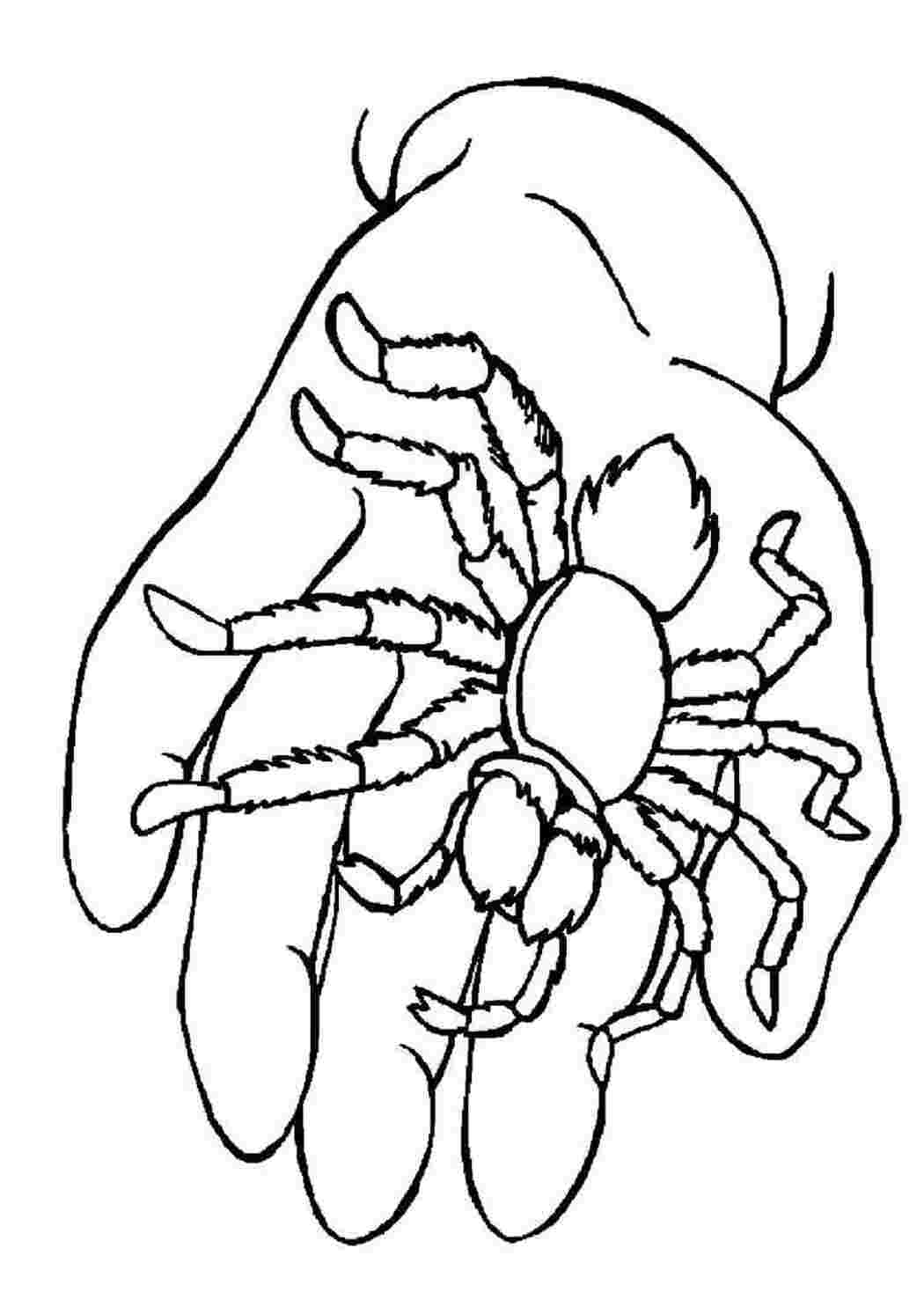 Раскраска Павук на долоні